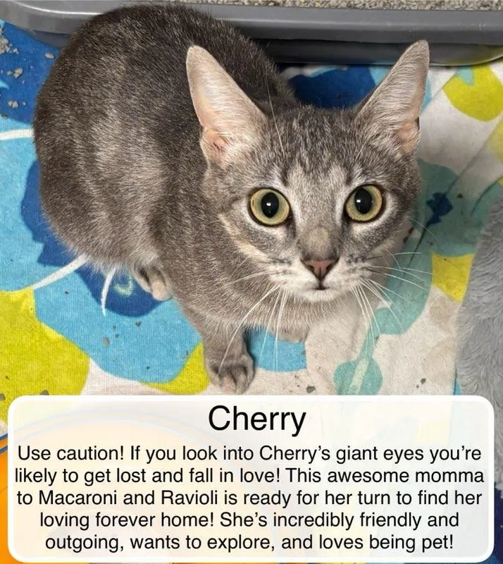 A young medium-sized female Tabby (Gray / Blue / Silver) Domestic Short Hair cat named Cherry for adoption in Ellicott City, MD