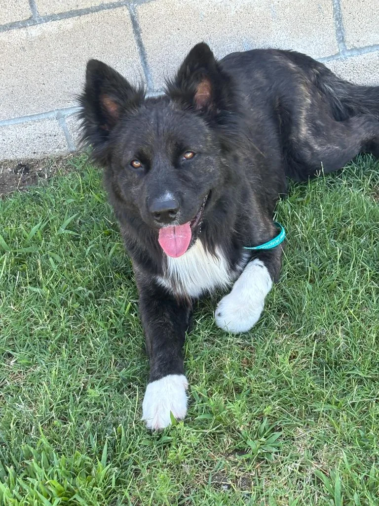 A young medium-sized male Border Collie dog named Rambeaux for adoption in McFarland, CA