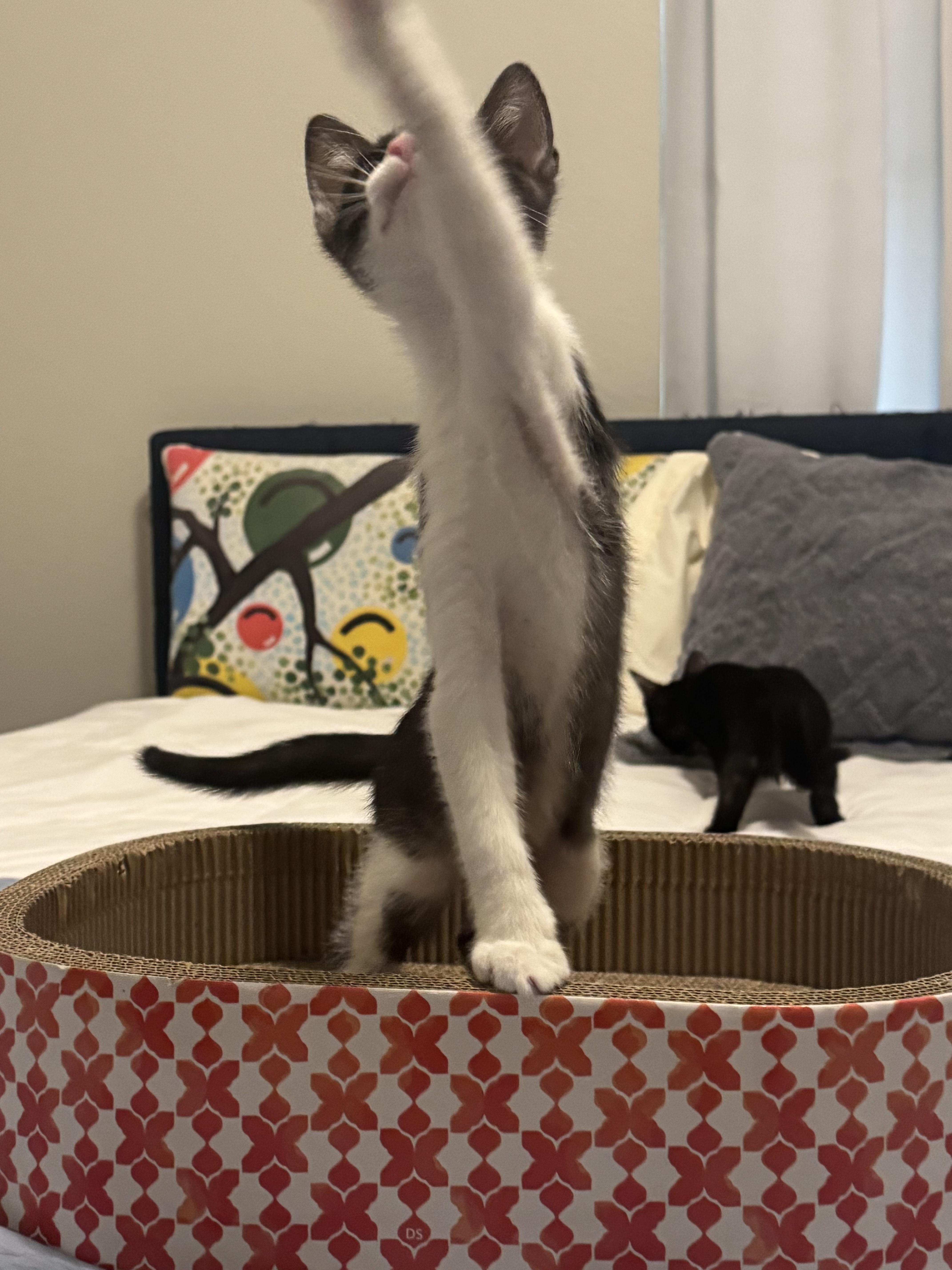 A baby medium-sized male Black & White / Tuxedo Domestic Short Hair cat named Hemingway for adoption in Fort Worth, TX