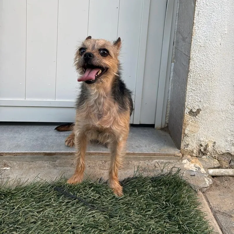 A young small-sized female Yorkshire Terrier dog named Lilo for adoption in New York, NY