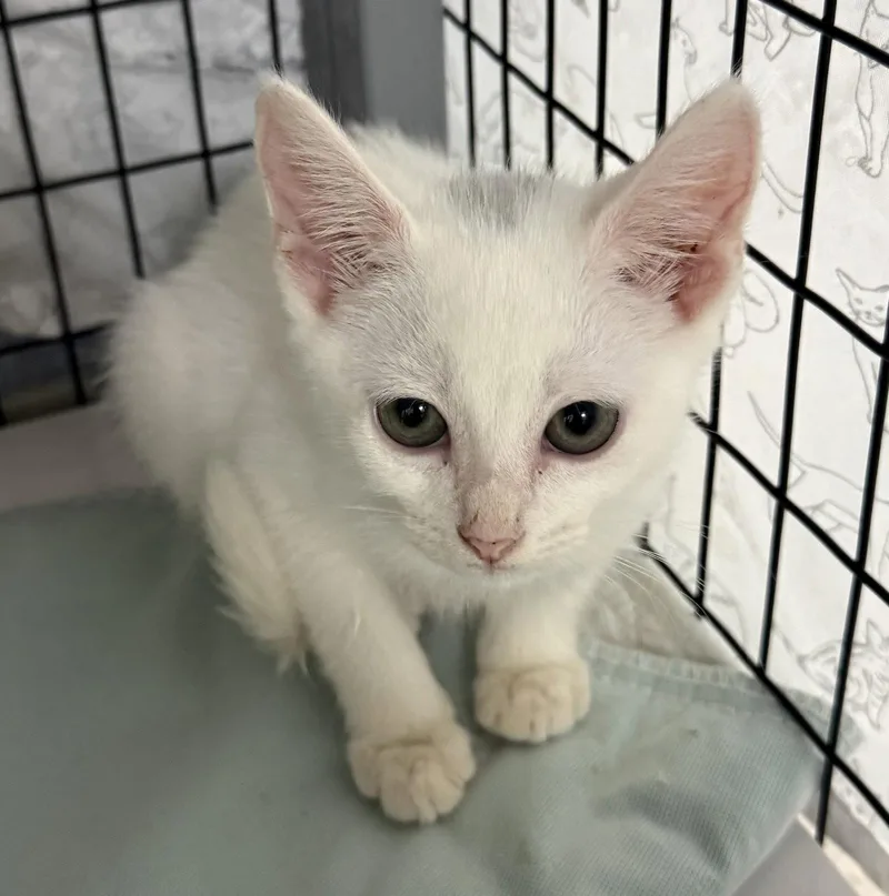 A young medium-sized male White Domestic Short Hair cat named Artlab for adoption in Satellite Beach, FL