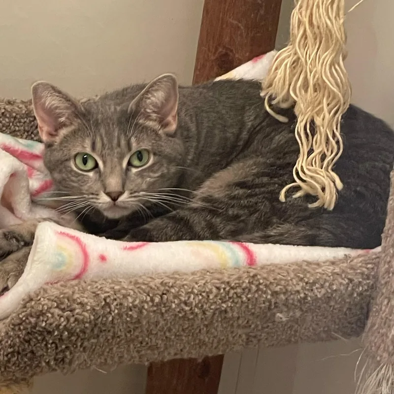An adult medium-sized female Gray & White Domestic Short Hair cat named Aela for adoption in Indiana, PA