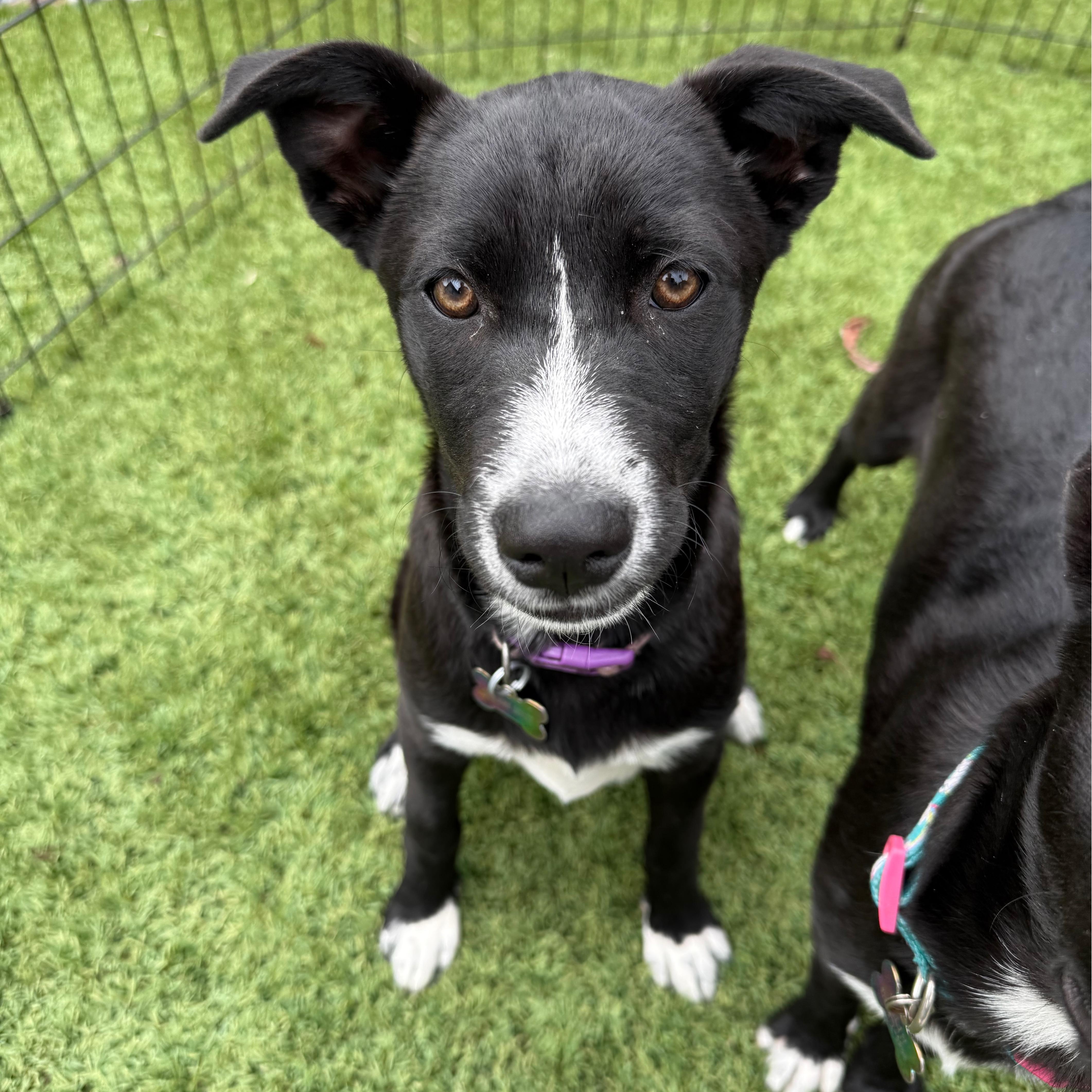 A young medium-sized female Black Labrador Retriever dog named Nyx for adoption in San Diego, CA