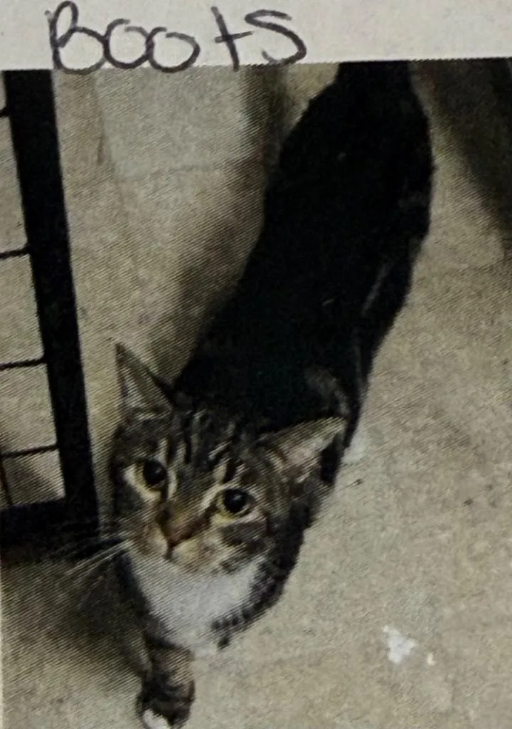 A young small-sized female Domestic Short Hair cat named Boots for adoption in Thousand Oaks, CA