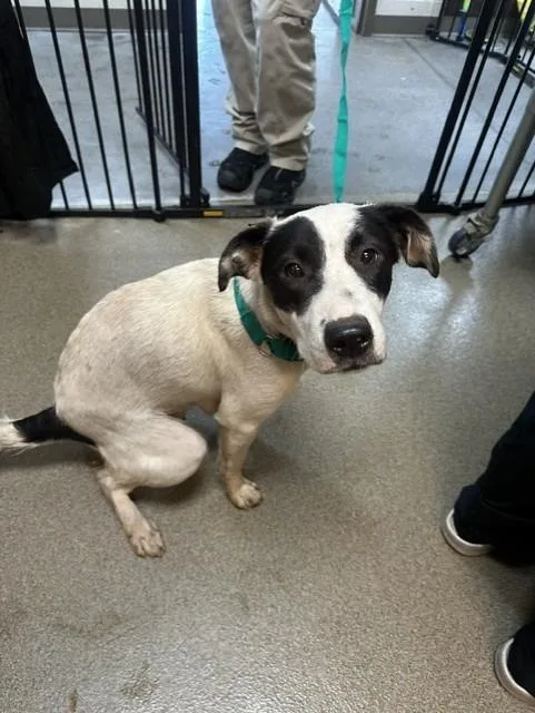 A young medium-sized female Mixed Breed dog named Mama Liberty for adoption in Rome, GA