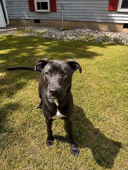 A young medium-sized female Labrador Retriever dog named Oreo for adoption in Dahlonega, GA