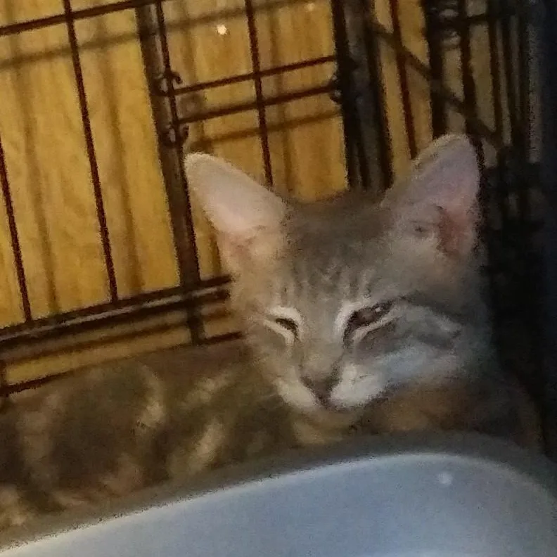 A baby medium-sized male Gray / Blue / Silver Domestic Short Hair cat named Jerry for adoption in Port Wentworth, GA