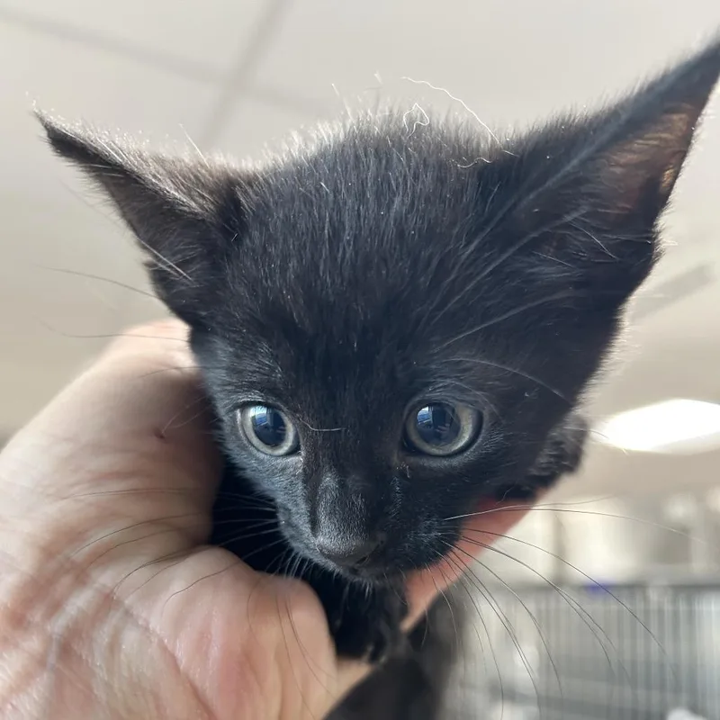 A baby small-sized female Black Domestic Short Hair cat named Panther for adoption in Newark, NJ