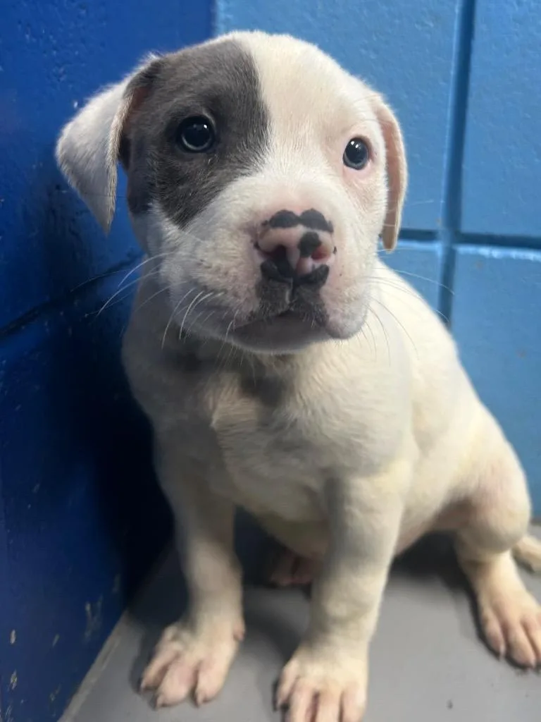 A baby medium-sized male Terrier dog named Arnold for adoption in Hartsville, SC