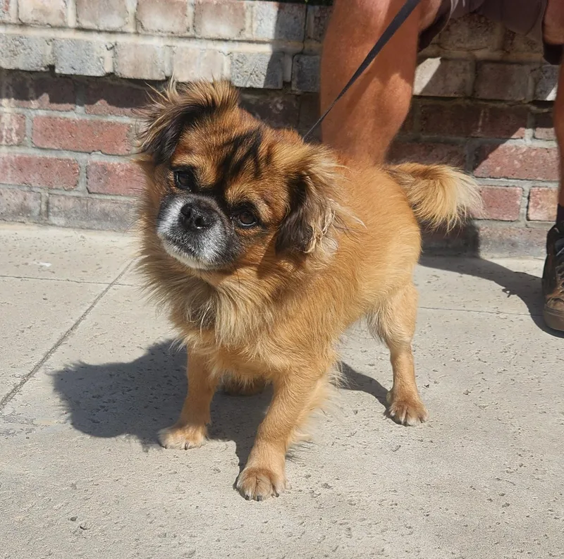 An adult small-sized male Yellow / Tan / Blond / Fawn Pekingese dog named Reggie for adoption in Lathrop, CA