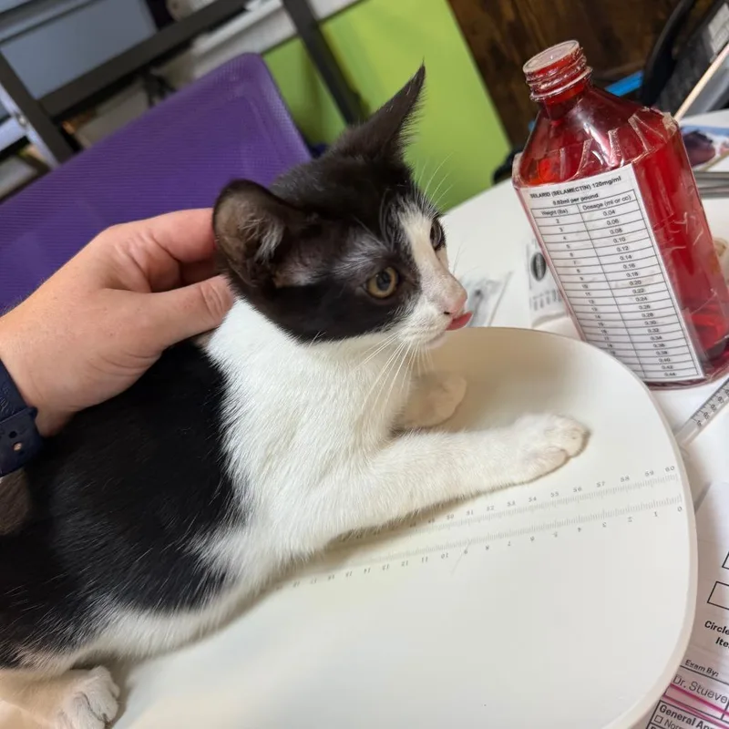 A baby small-sized male Domestic Short Hair cat named What? for adoption in Emporia, KS