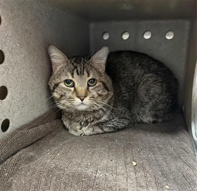 A young medium-sized male Domestic Short Hair cat named A for adoption in Louisville, KY