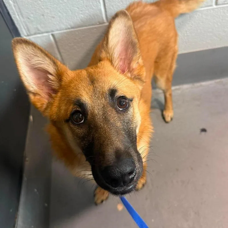 A young medium-sized female Mixed Breed dog named Daisy for adoption in Beckley, WV