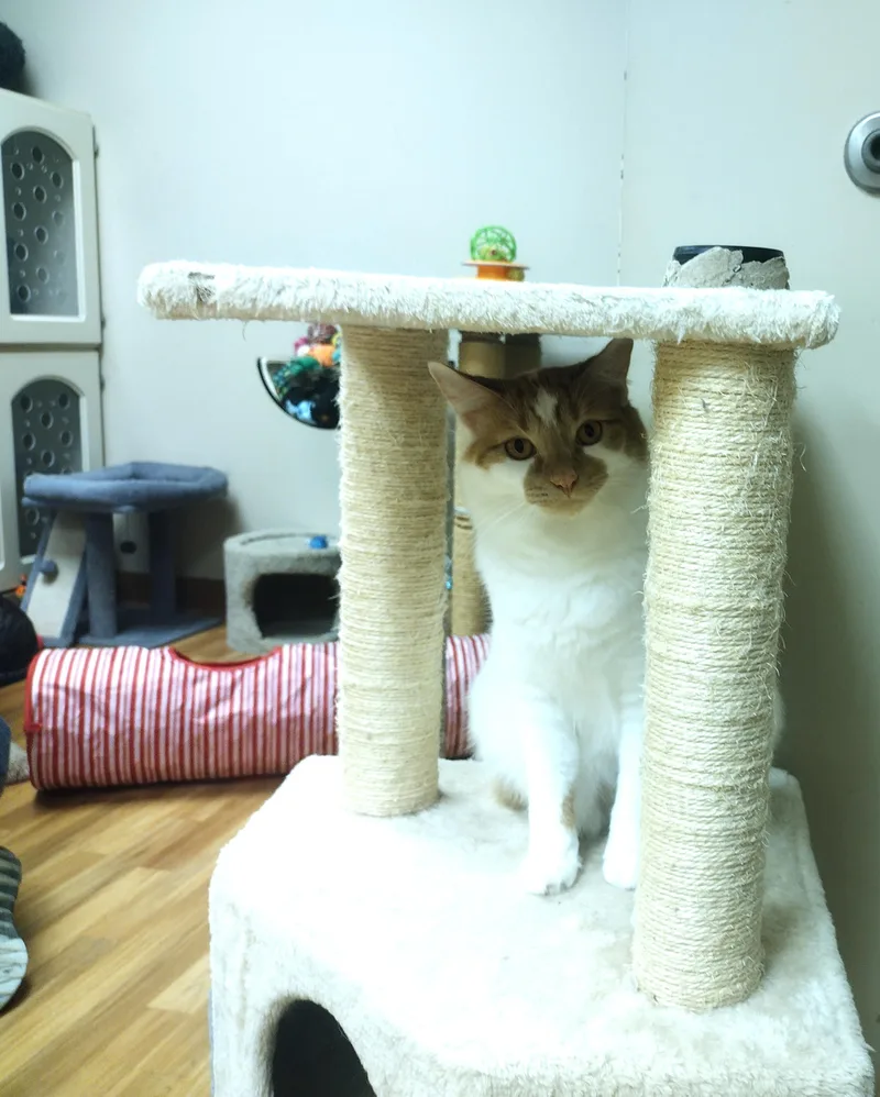 A young medium-sized female Buff / Tan / Fawn Domestic Medium Hair cat named Colby for adoption in Schaumburg, IL