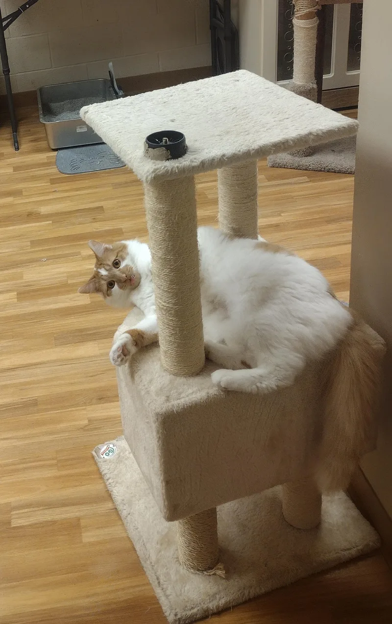 Colby thumbnail 3