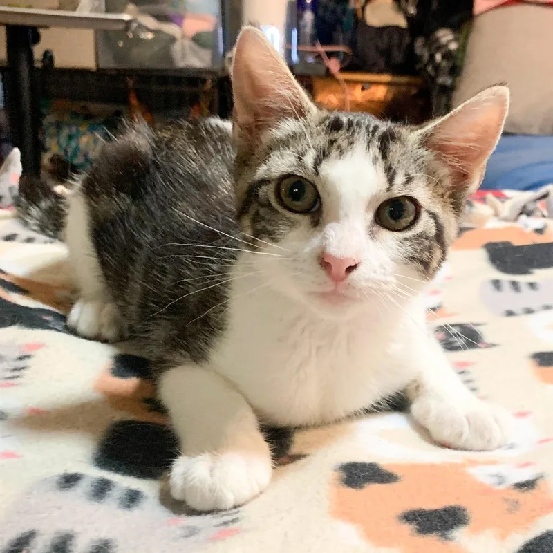 A baby small-sized female Brown / Chocolate Domestic Short Hair cat named Lil Spotty for adoption in Long Beach, CA