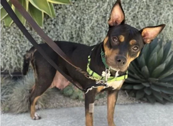 A young medium-sized female Terrier dog named Vanna for adoption in Palo Alto, CA