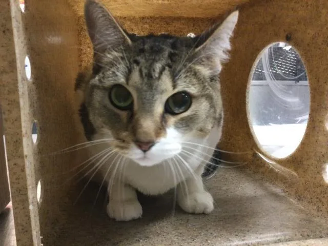 An adult small-sized female Domestic Medium Hair cat named Molly for adoption in Thousand Palms, CA