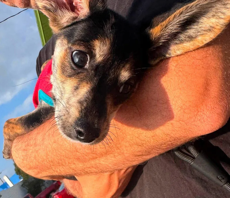 A baby medium-sized male Dachshund dog named Cecil for adoption in Germantown, OH