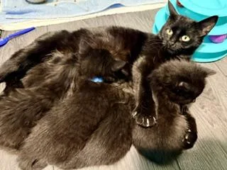 A young medium-sized female Black Domestic Short Hair cat named Elizabeth for adoption in Cincinnati, OH