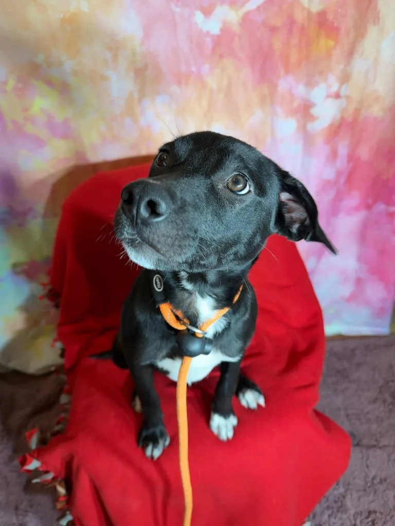 A baby medium-sized male Hound dog named Pippin for adoption in Wintersville, OH
