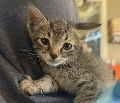 A baby small-sized male Brown / Chocolate Domestic Short Hair cat named Meatball for adoption in Fernandina Beach, FL