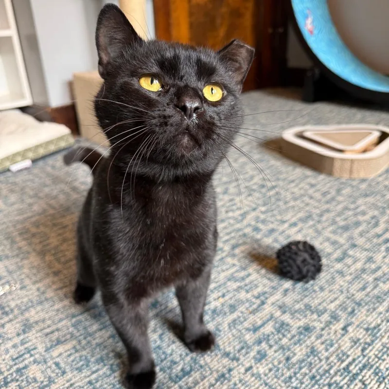 An adult large-sized male Black Domestic Short Hair cat named Ponzi for adoption in Gibsonia, PA