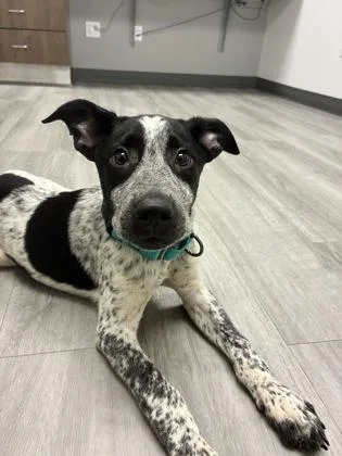 A baby small-sized male Mixed Breed dog named Crunchwrap Supreme for adoption in Bloomsburg, PA
