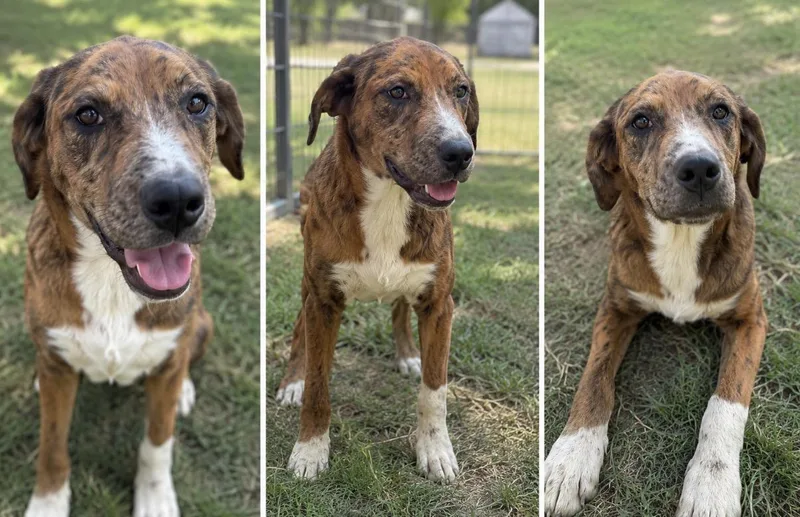A baby medium-sized female Labrador Retriever dog named Brownie for adoption in Kiln, MS
