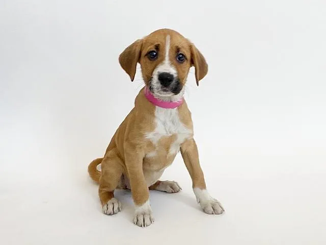 Chevy