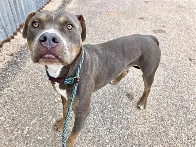 A young medium-sized male Pit Bull Terrier dog named Sub for adoption in Albuquerque, NM