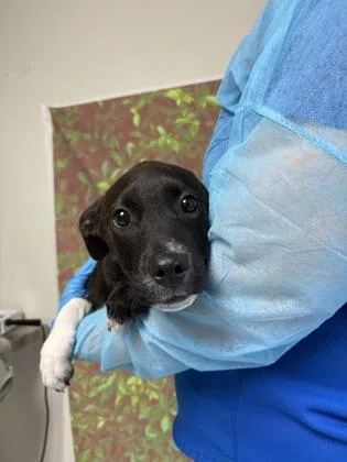 A young small-sized female Labrador Retriever dog named Nora for adoption in San Antonio, TX