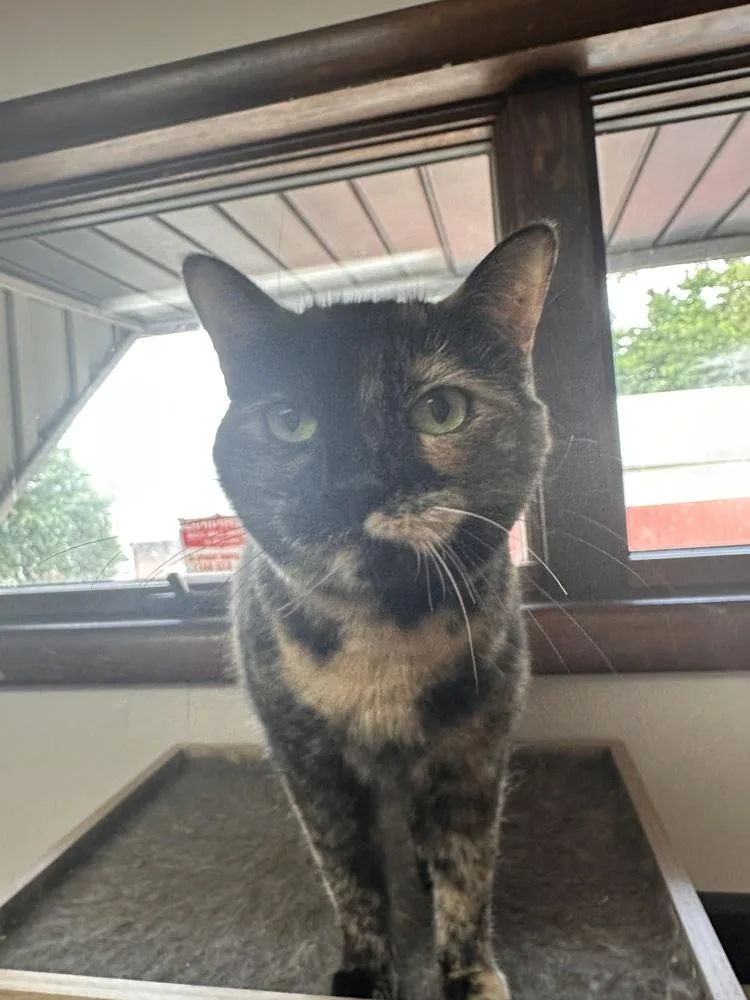 Vivienne thumbnail 2