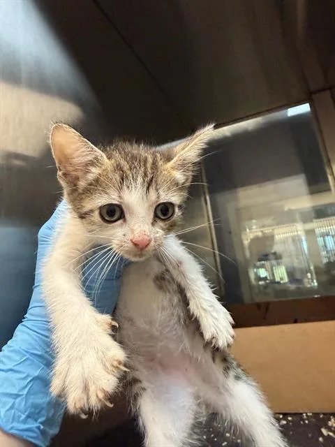 A baby small-sized female Domestic Medium Hair cat named Mochi for adoption in Baytown, TX