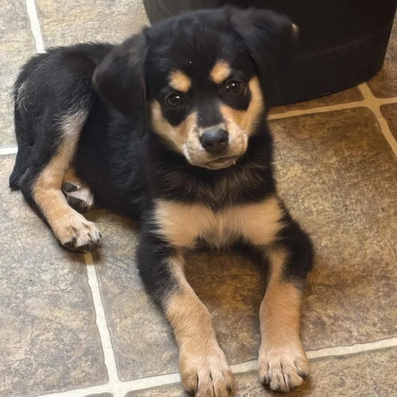 A baby medium-sized female Black Mixed Breed dog named Bitsy for adoption in Pelham, NH