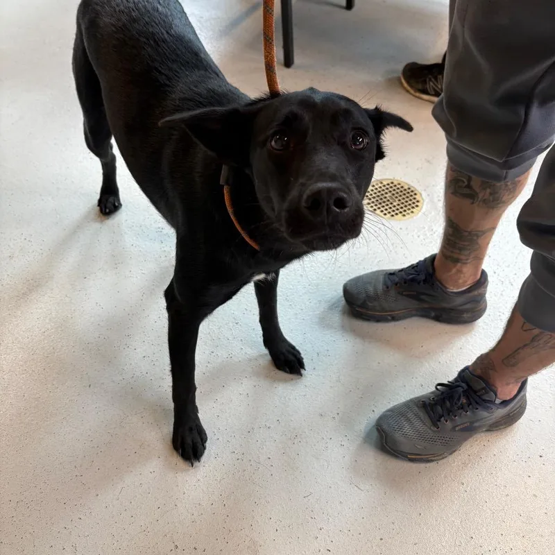 An adult medium-sized female Black Mixed Breed dog named Lola for adoption in Huntington, WV