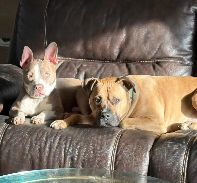 An adult medium-sized male Pit Bull Terrier dog named Ears Mcgee for adoption in Germantown, OH