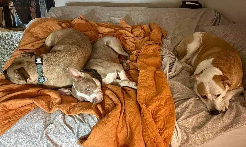 Ears Mcgee thumbnail 3