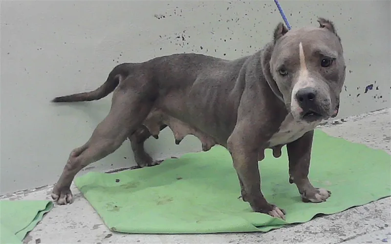 A senior large-sized female Staffordshire Bull Terrier dog named Cruz for adoption in Houston, TX