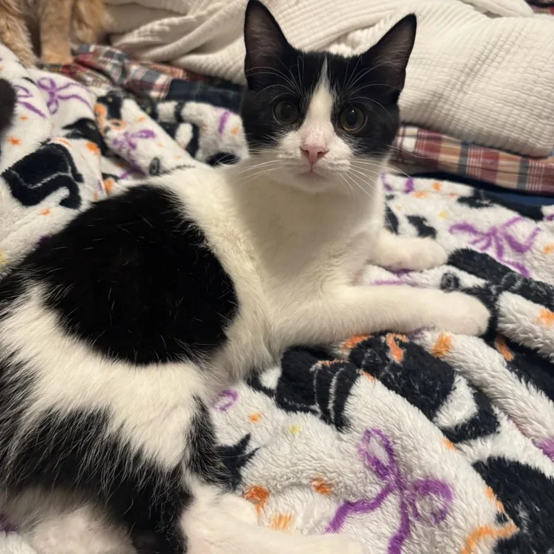 A baby small-sized female Domestic Short Hair cat named Waddles for adoption in Statesboro, GA
