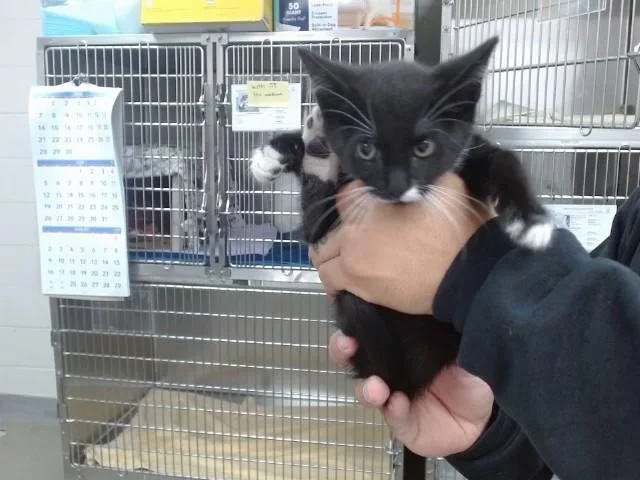 A baby small-sized female Domestic Short Hair cat named Mitzy for adoption in Salinas, CA
