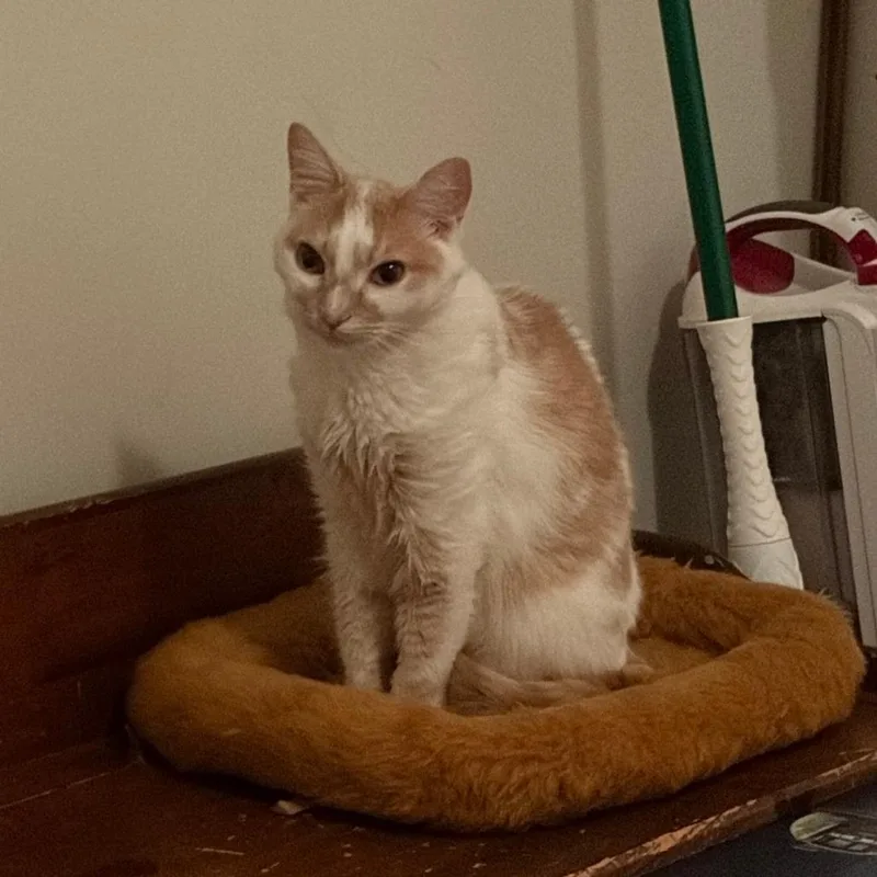A senior small-sized male White Domestic Short Hair cat named Little Bit  Home for adoption in South Elgin, IL
