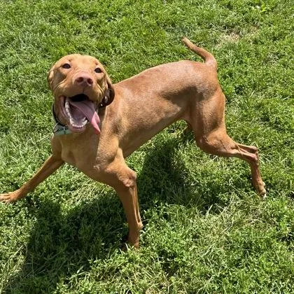 A young medium-sized female Red / Chestnut / Orange Mixed Breed dog named Robin for adoption in Dubuque, IA