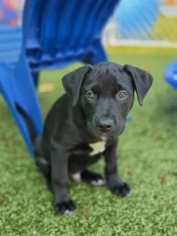 A baby medium-sized male Mixed Breed dog named River for adoption in Savannah, GA