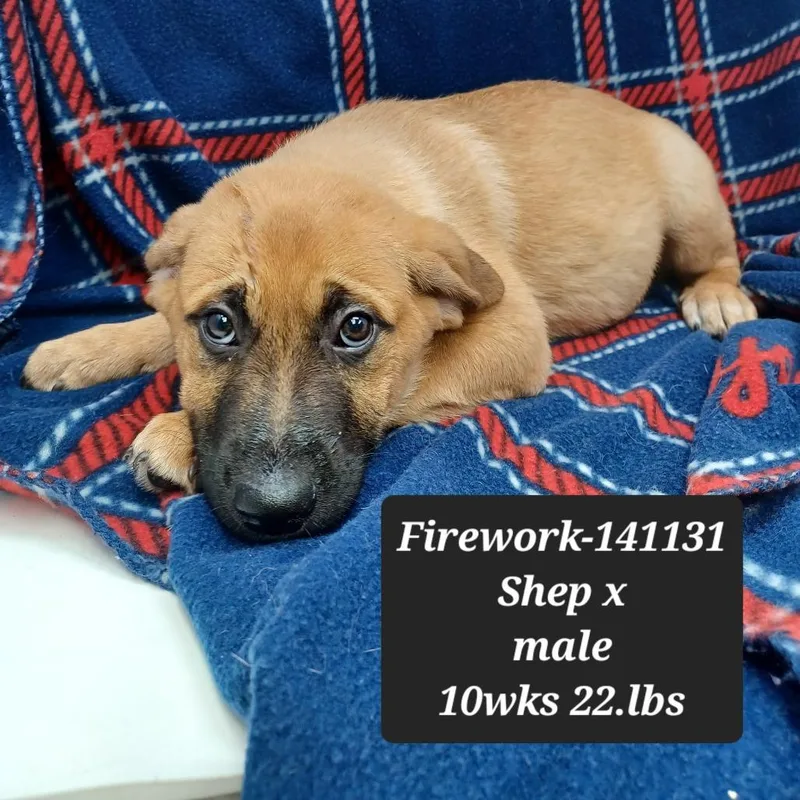 A baby small-sized male German Shepherd Dog dog named Firework for adoption in New Tazewell, TN