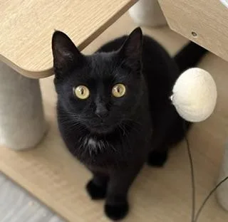 A young medium-sized female Black Domestic Short Hair cat named Tiny for adoption in Philadelphia, PA