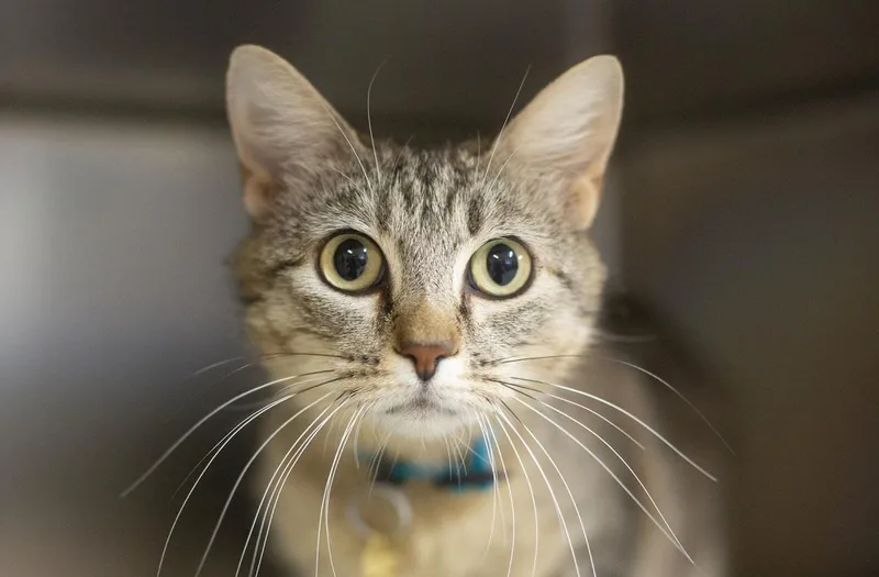 An adult medium-sized female Domestic Short Hair cat named Darla for adoption in Mountain Home, AR