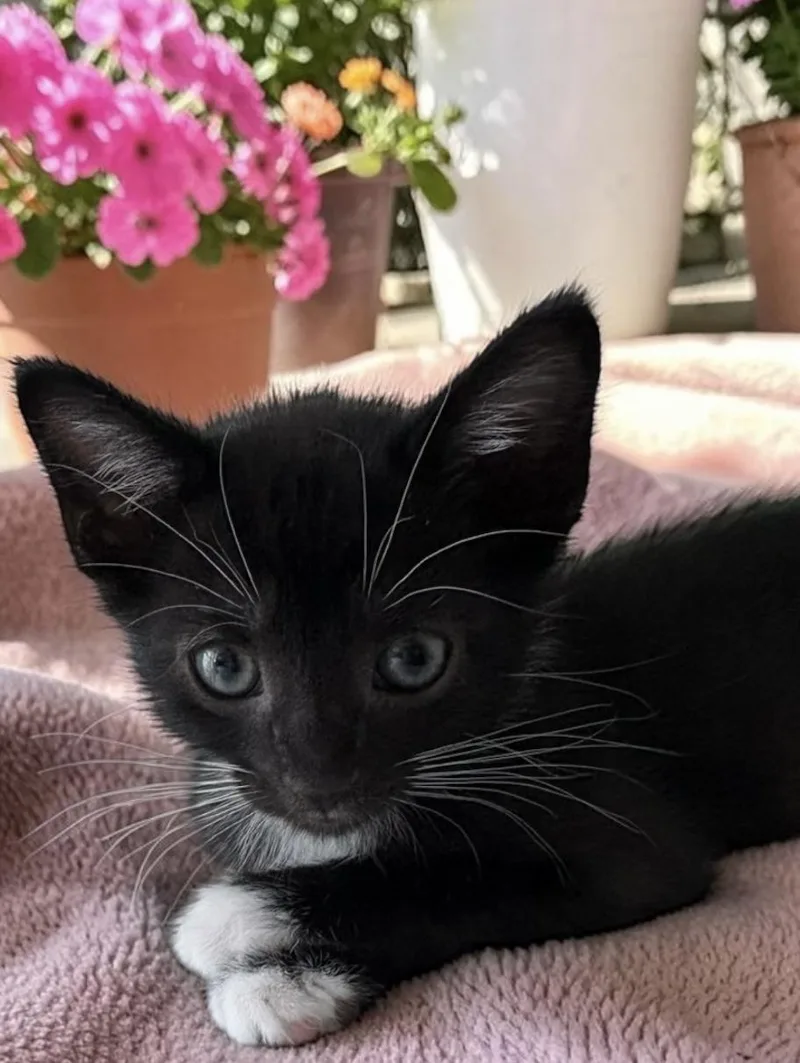 A baby small-sized male Black & White / Tuxedo Domestic Short Hair cat named Millhouse for adoption in Los Angeles, CA