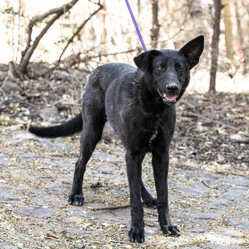 An adult medium-sized female Black Labrador Retriever dog named Felicia for adoption in Bend, OR
