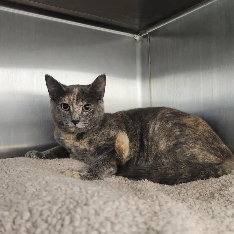 A baby small-sized female Torbie Domestic Short Hair cat named Elmo for adoption in Fort Wayne, IN